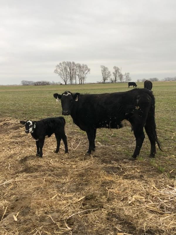 Black-Brockle 2nd/3rd Calf Pairs (BID PER PAIR) BigIron Auctions