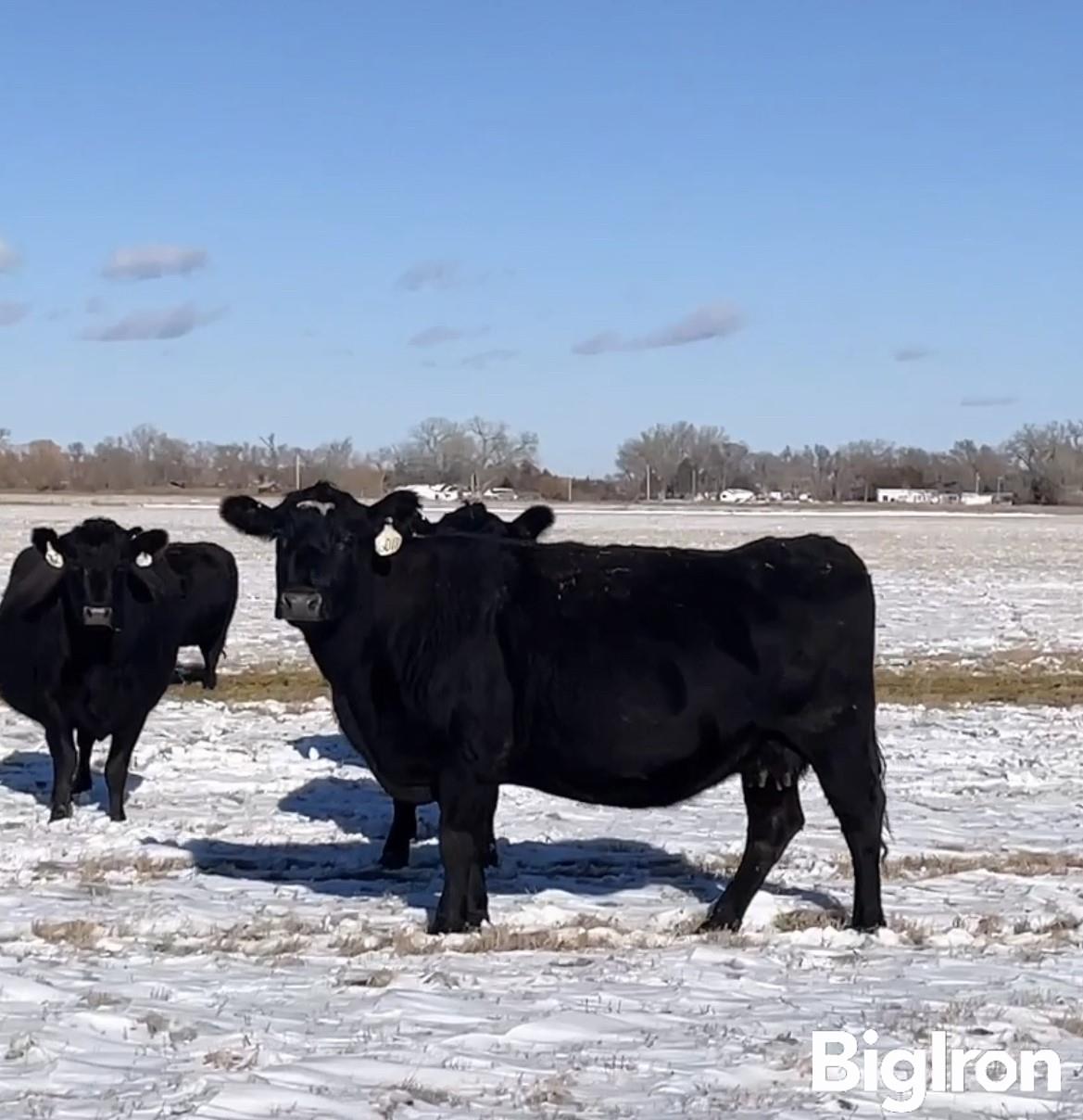 10) Angus Running Age 6-8 YO SM Bred Cows (BID PER HEAD) BigIron Auctions