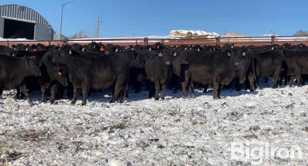 10) Blk Angus Carcass Open Replacement Heifers (BID PER HEAD) BigIron ...