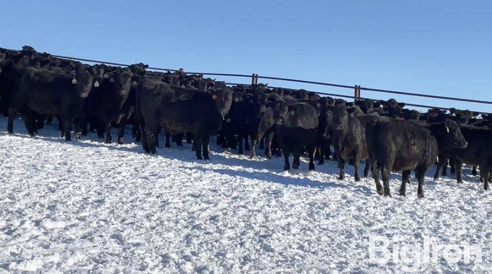 10) Blk Angus Carcass Open Replacement Heifers (BID PER HEAD) BigIron ...