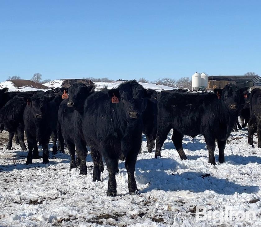 50) Black Angus Feeder Steers (BID PER LB) BigIron Auctions