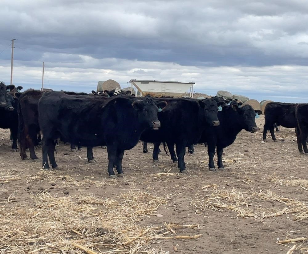 10) Blk Angus SM Bred Cows (BID PER HEAD) BigIron Auctions