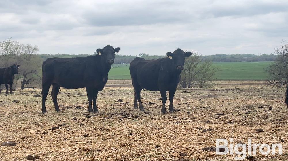 10 Blk Red 7 10 Yo Fall Bred Cows Bigiron Auctions