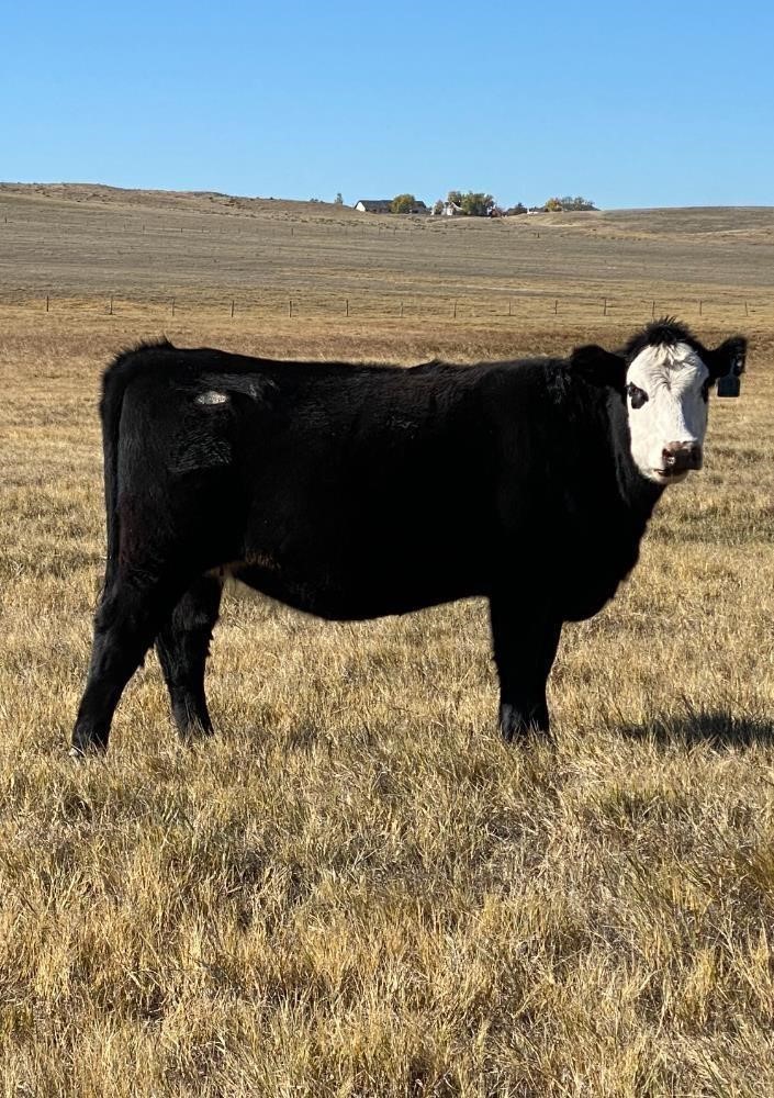 10) Angus-Hereford Bred Heifers (AI Bred Cleaned Up With Akaushi Bulls ...