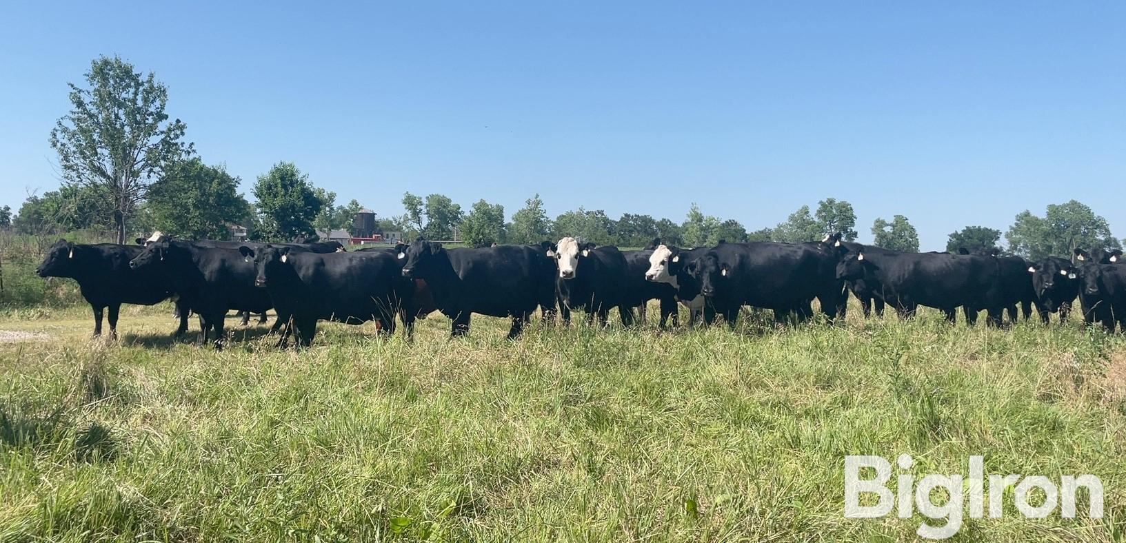 11 Blk Bwf 4 Yo Fall Bred Cows Sept Calving Bid Per Head Bigiron