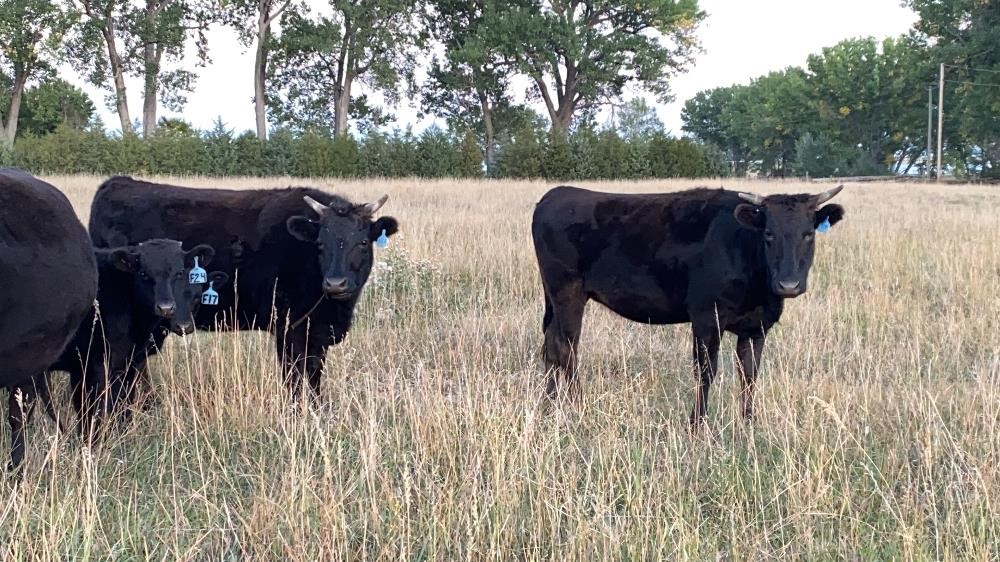 Purebred Wagyu Bred Heifers (BID PER HEAD) BigIron Auctions