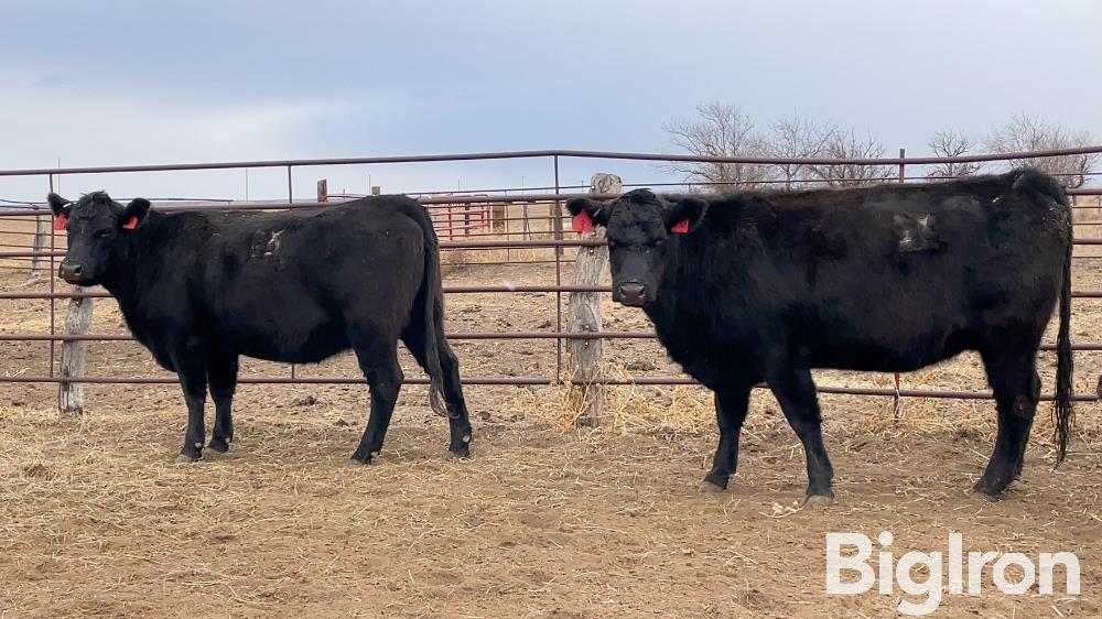 12) 3-4 YO Comm. Angus Bred Cows (BID PER HEAD) BigIron Auctions