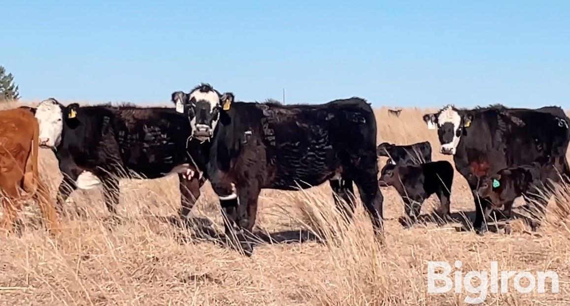 10) Blk-Baldy F1 Heifer Pairs AI’d To Guardian (BID PER PAIR) BigIron ...