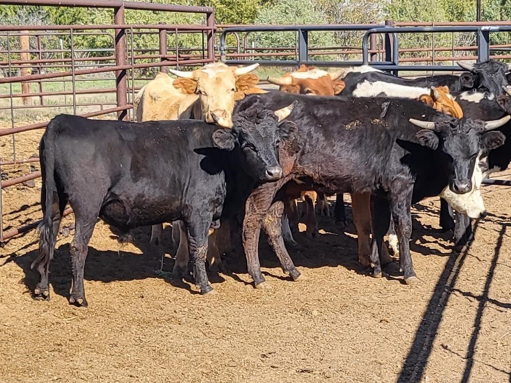 5) Yearling Corriente Steers (BID PER HEAD) BigIron Auctions