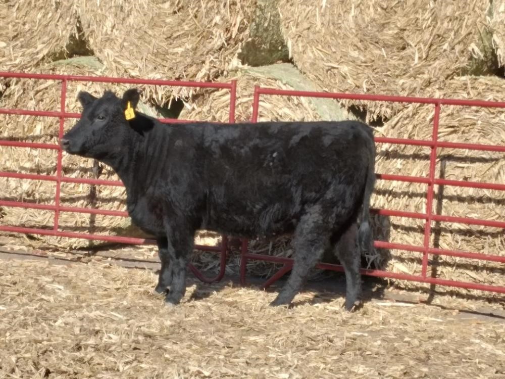 Sim-Angus Bred Heifers (BID PER HEAD) BigIron Auctions