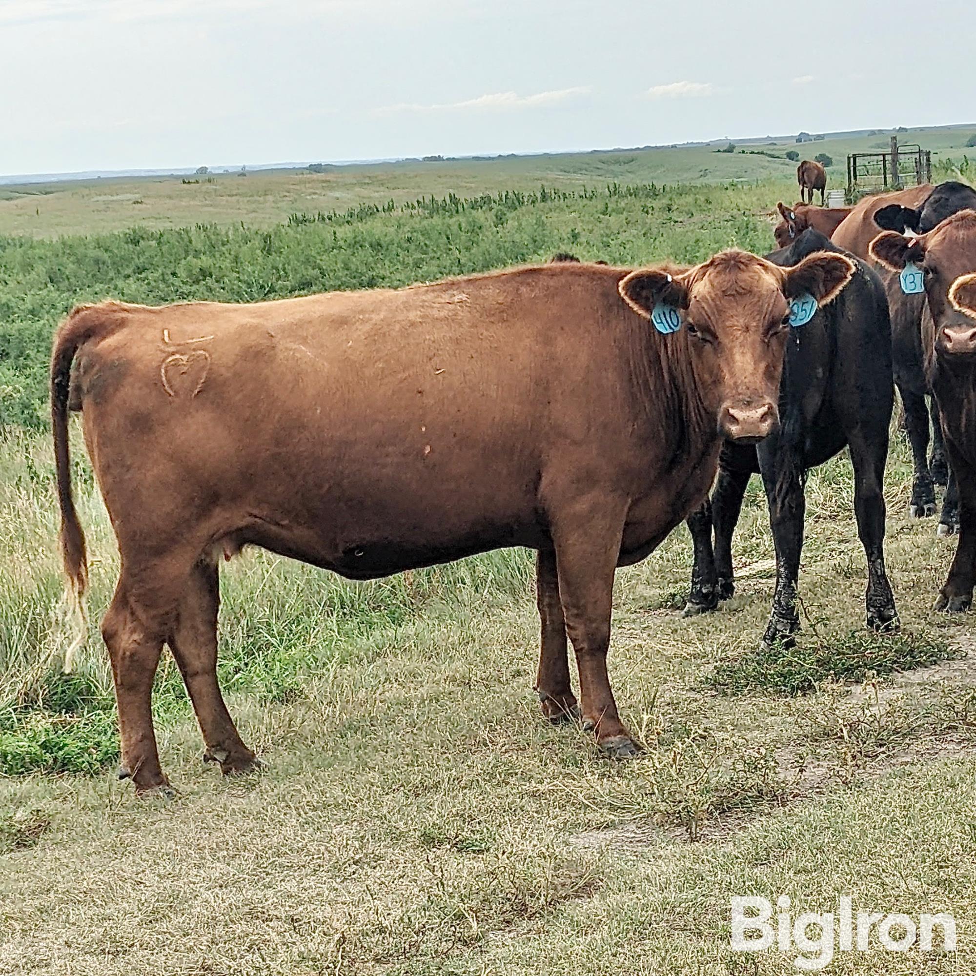 2) Registered 3YO Red Angus Bred Cows (BID PER HEAD) BigIron Auctions