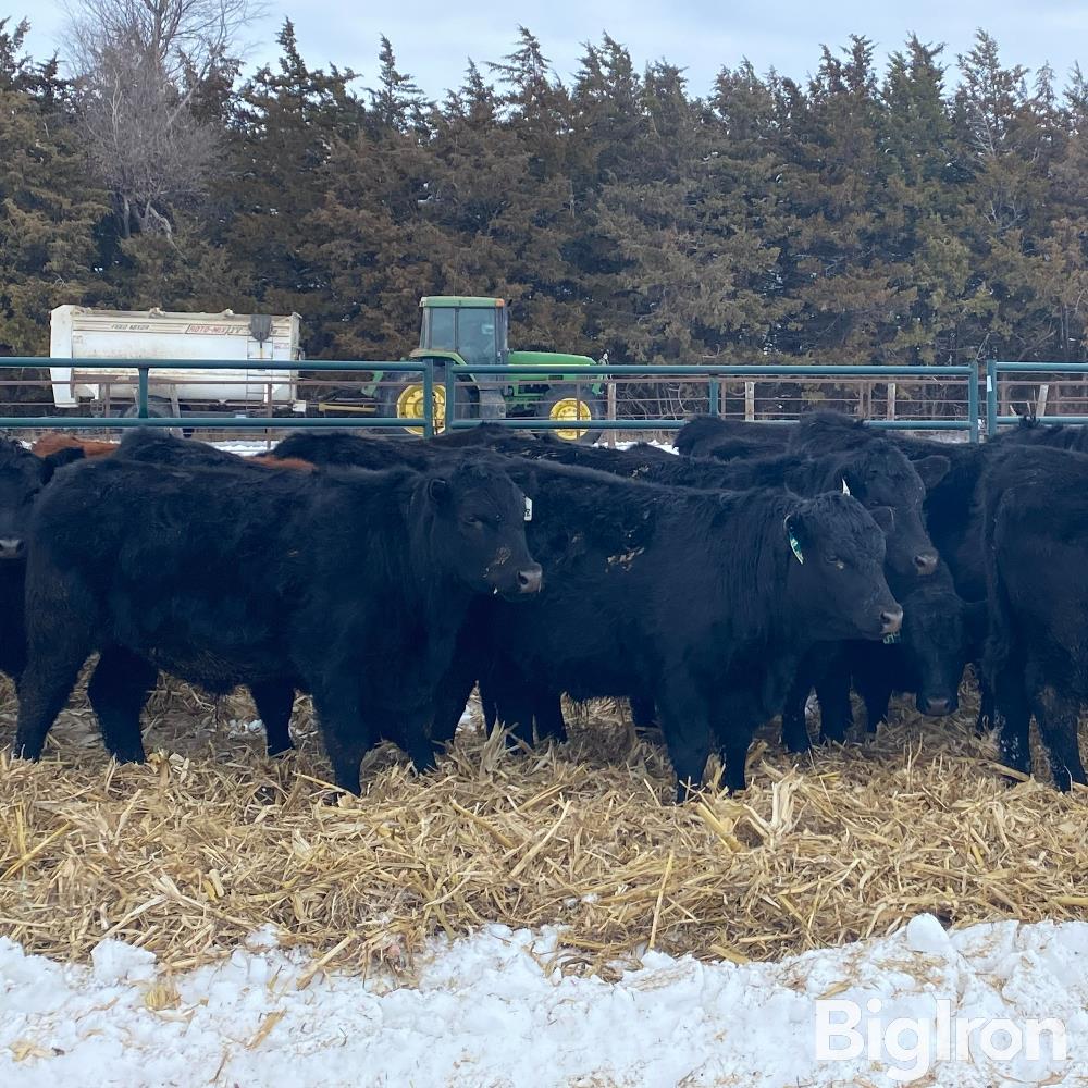 25) Angus/Gelbvieh Feeder Steers (BID PER LB) BigIron Auctions