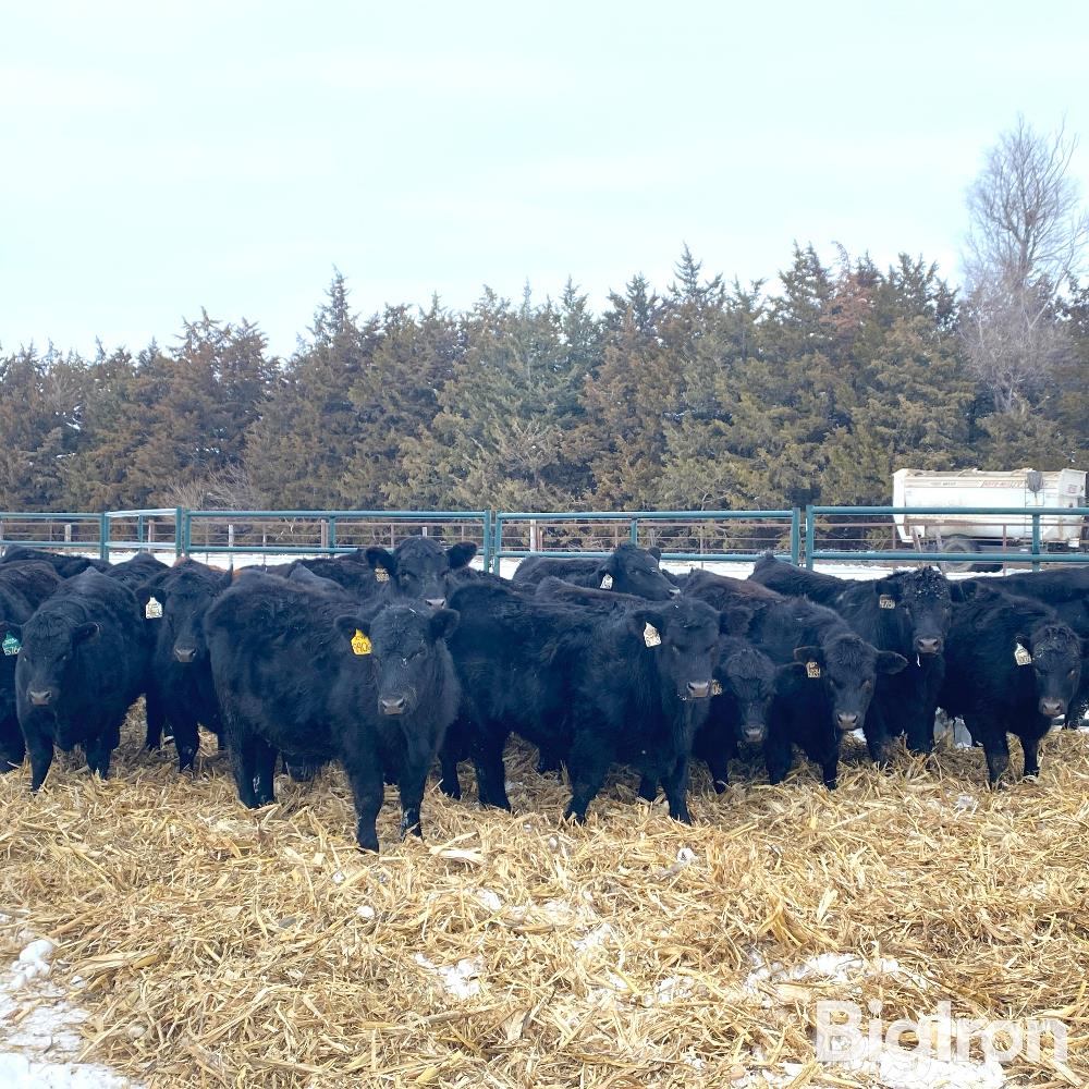 25) Angus/Gelbvieh Feeder Steers (BID PER LB) BigIron Auctions