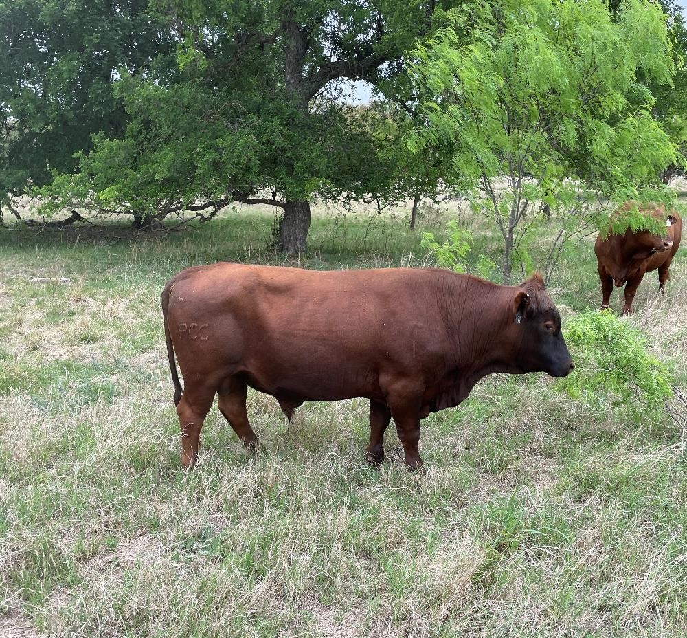 Heat Tolerant Composite Bull BigIron Auctions