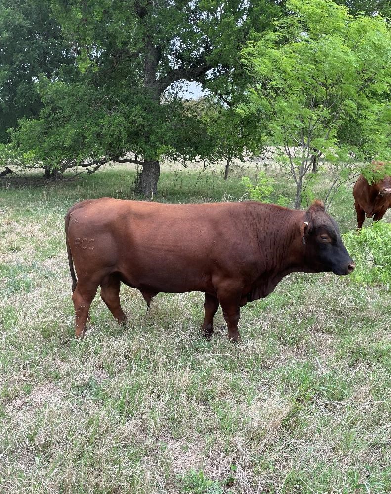 Heat Tolerant Composite Bull BigIron Auctions