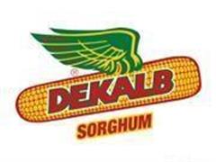 5 Bags Of DEKALB Sorghum Seed 