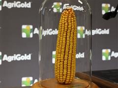 AgriGold-Corn-Award.jpg
