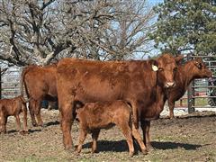 5) 1st Calf Heifer Pairs (Purebred Red Angus) (BID PER PAIR) BigIron ...