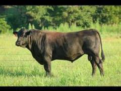 10) BAR R H1 ET (Wagyu Semen) (HOMOZYGOUS POLLED) (BID PER UNIT) 