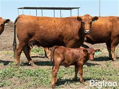 Jun 10, 2025 - Breeding Stock Auction 