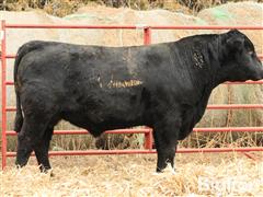 Jan 28, 2025 - Cammack Farms Angus / Breeding Stock Auction