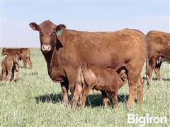 10) Red Angus 2nd Calf Heifer Pairs (Sire By Beckton Bulls) (BID PER PAIR) 