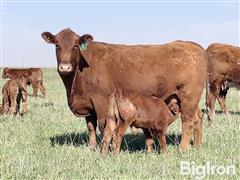 10) Red Angus 2nd Calf Heifer Pairs (Sire By Beckton Bulls) (BID PER PAIR) 