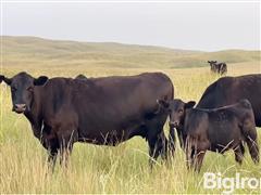 90) 570 Lbs Blk Angus Steers (BID PER LBS) 