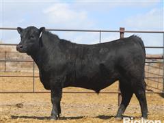 LOT 17) DIAMOND 1568 Angus Bull ID#443 