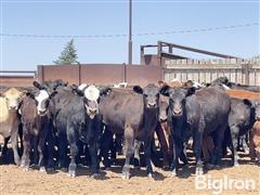 30) 475 Lbs Blk Angus & Baldy Steers (BID PER LBS) 