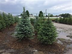 Colorado Blue Spruce Trees 