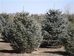 Colorado Spruce Trees 