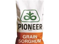 3 Bags Of Pioneer Sorghum Seed 