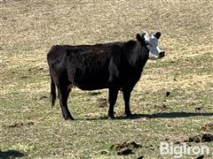 DJI_20250501_103332_528.JPG