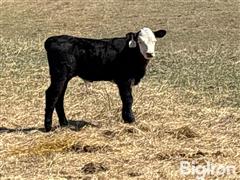 DJI_20250501_103554_480.JPG