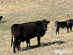 DJI_20250501_105231_396.JPG