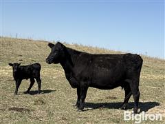 11) Blk Angus & Blk-Baldy 2nd Calf Heifer Pairs (BID PER PAIR) 