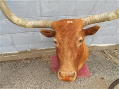 Mounted Longhorn Heads 