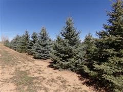 3 Colorado Spruce Trees, 10'-14' Tall 