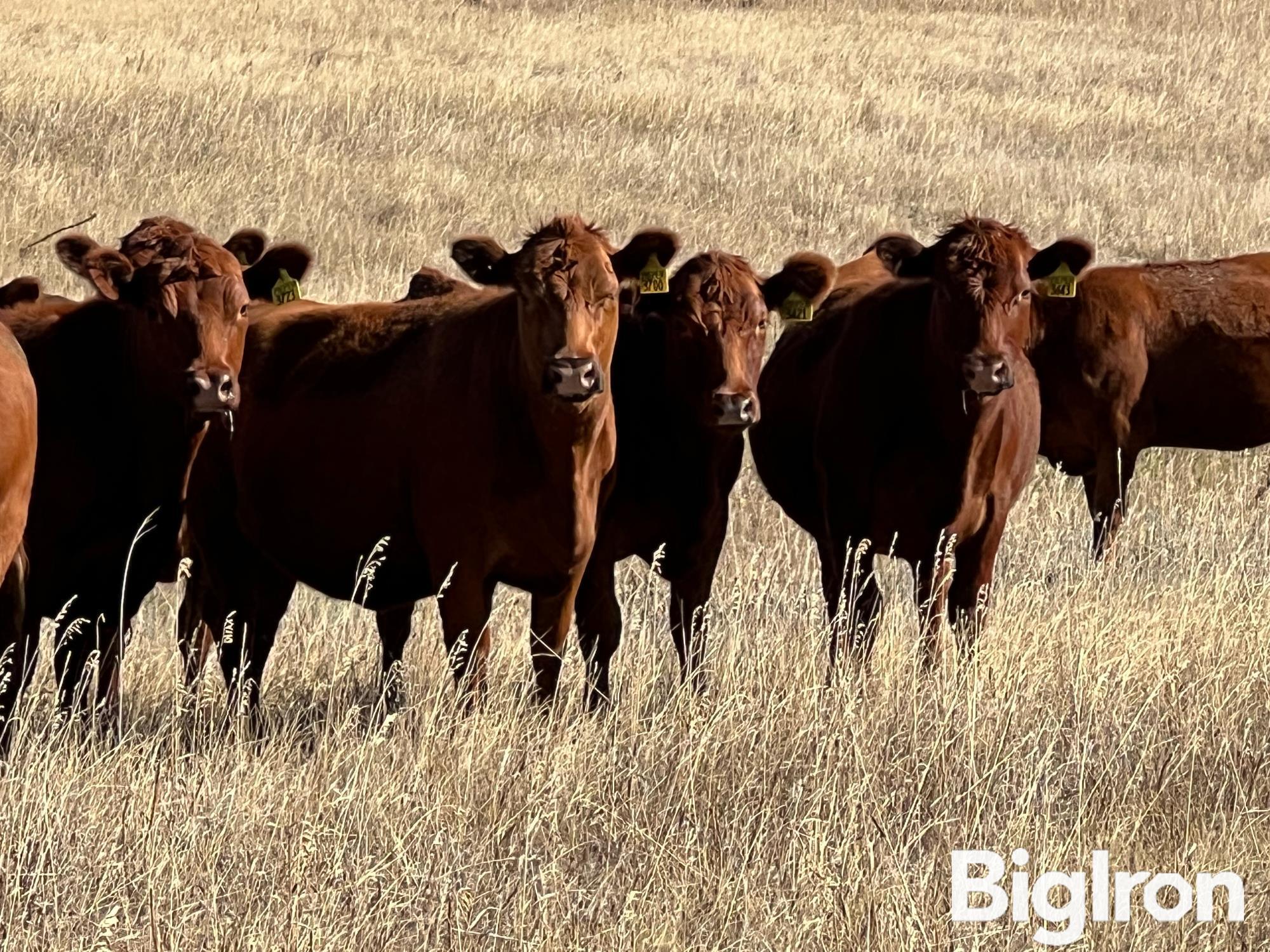 49) Red Angus 1st Calf Bred Heifers AI'd To "PIE Captain 054" (BID PER HEAD) 