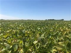 Picture 2020 Soybeans.jpg
