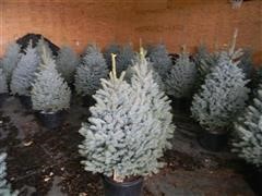 Blue Spruce Trees 