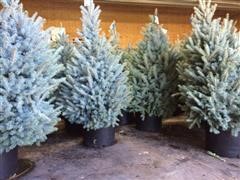 6-7' Blue Spruce Trees 