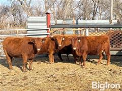 Feb 17, 2025 - Pharo Influence Breeding Stock Auction 