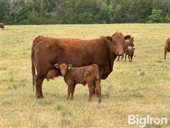 May 27, 2025 - Breeding Stock Auction