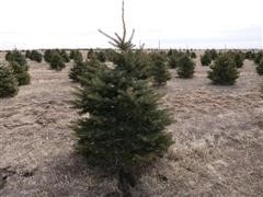 Colorado Blue Spruce 6' Tall Trees 