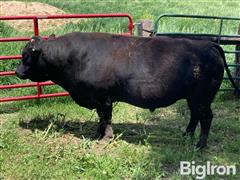 5) GVW Yasufuku Jr Reg. Wagyu Semen (BID PER UNIT) 