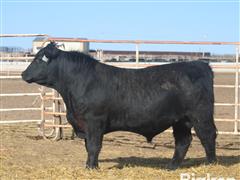 LOT 08) COMMANDER 2566 Angus Bull ID#455 