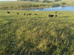 Cattle Picture #2.jpg