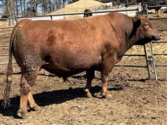 5) CLV Red Emperor Reg. Wagyu Semen (BID PER UNIT) 